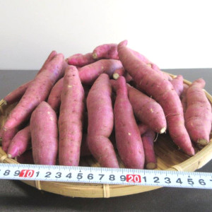 ヤーコン  約1.3kg(箱込)   茨城県産　栽培期間中農薬不使用   お試し