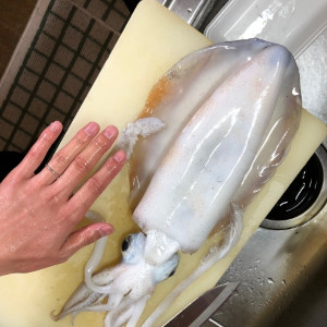 徳島県産アオリイカ（刺身用/スミ除去済み）冷凍 約1.5kg（約400g×3～4