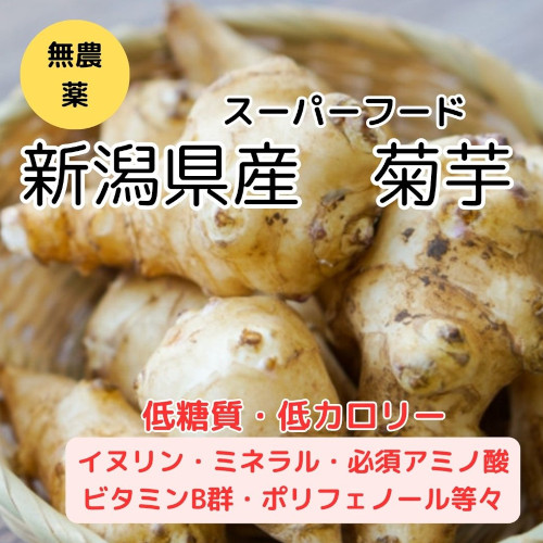 菊芋 新潟県産 無農薬/スーパーフード サイズ混合 5㎏【消費税込・送料